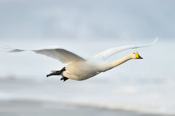 Wilde zwaan — Stockfoto