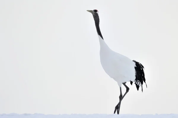 Jeřáb červený crownded — Stock fotografie