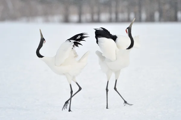 Red-crowned Crane — Stock Photo, Image