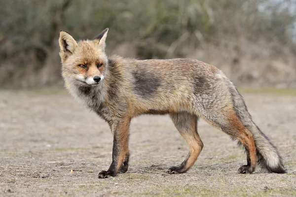 Red Fox — Stock Photo, Image