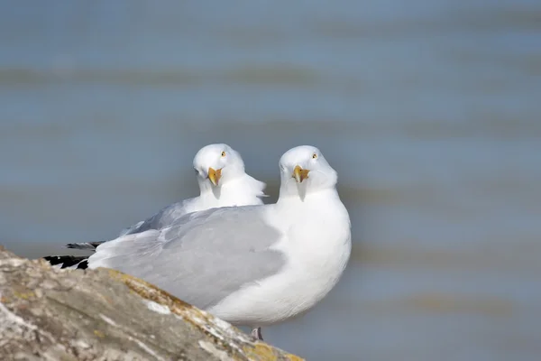 Heringsmöwe — Stockfoto