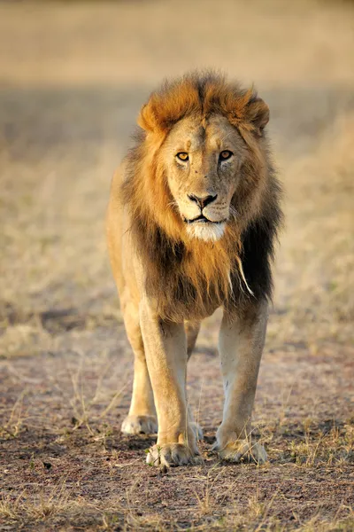 Lion facing camera — Stock Photo, Image