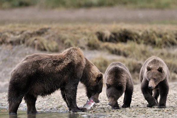 Niedźwiedź Grizzly — Zdjęcie stockowe