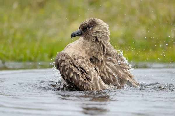 Arktischer Skua — Stockfoto