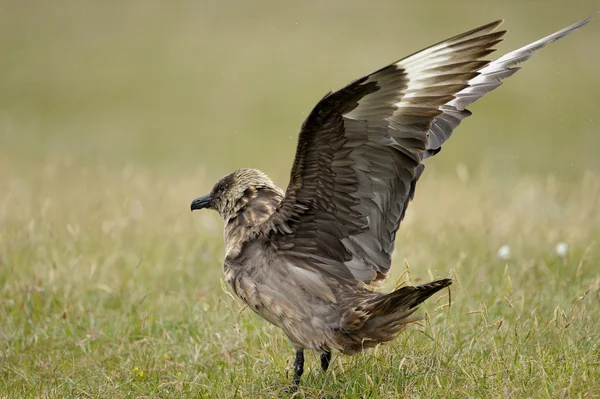 Skua ártico — Foto de Stock