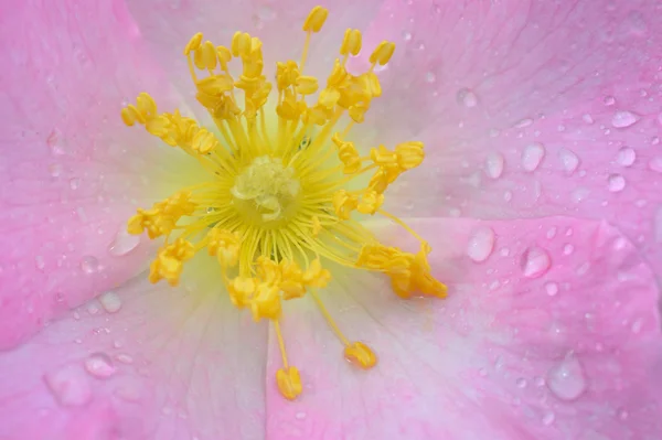 Cão rosa flor — Fotografia de Stock