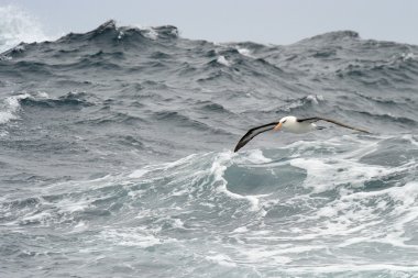 Kara kaşlı Albatros