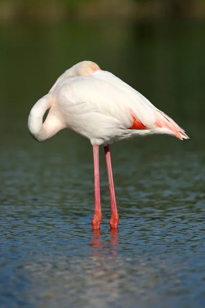 Büyük flamingo — Stok fotoğraf