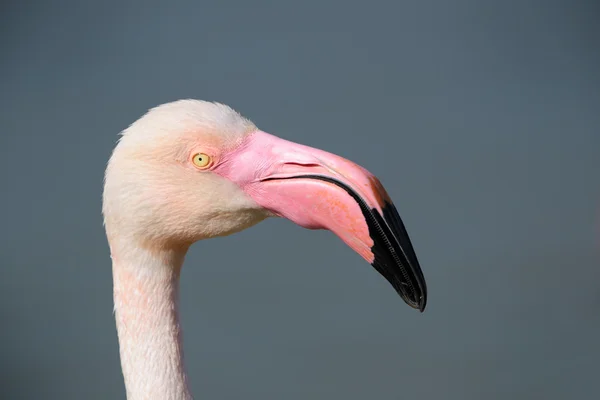 Grotere flamingo — Stockfoto