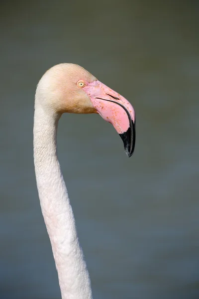 Större flamingo — Stockfoto