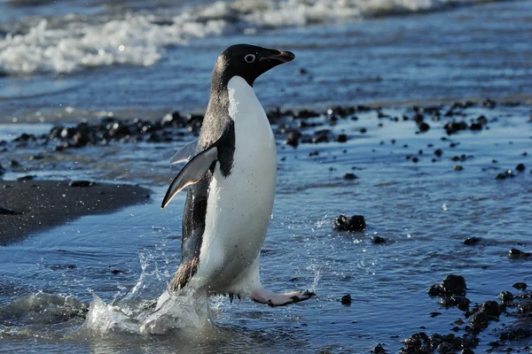 Pinguini di Adelie — Foto Stock