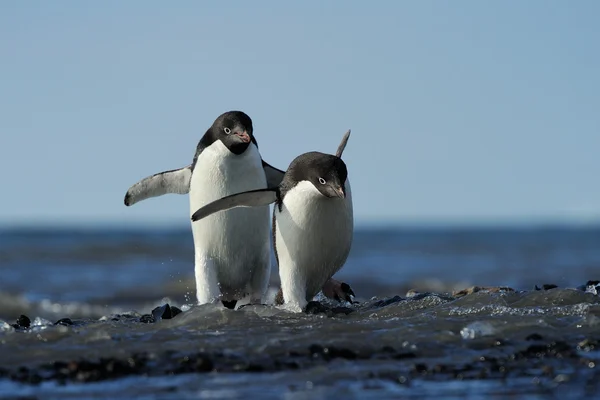 Pingüinos Adelie —  Fotos de Stock