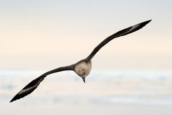 Zuiden polar jager — Stockfoto