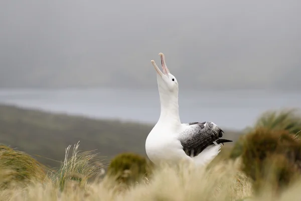 Zuidelijke royal albatross — Stockfoto