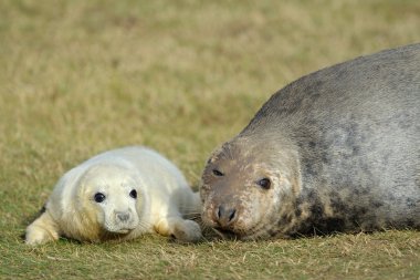 gri seal Beach