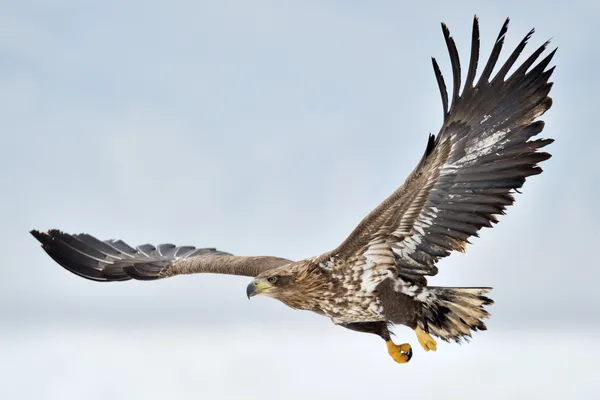 Águila de cola blanca —  Fotos de Stock