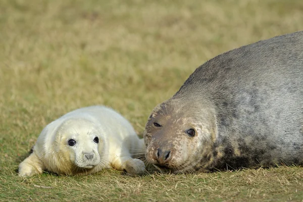 Grey Seal on beach — Stock Photo, Image