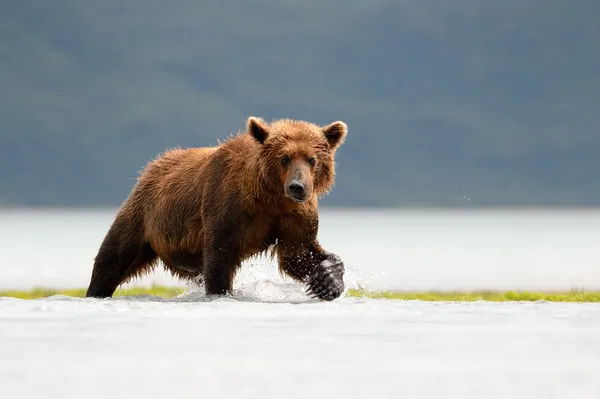 Urso-pardo — Fotografia de Stock