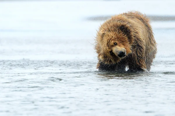 Niedźwiedź Grizzly — Zdjęcie stockowe