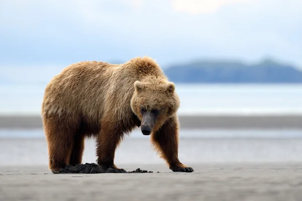 Urso-pardo — Fotografia de Stock