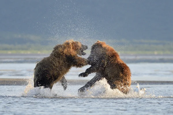 Niedźwiedź Grizzly — Zdjęcie stockowe