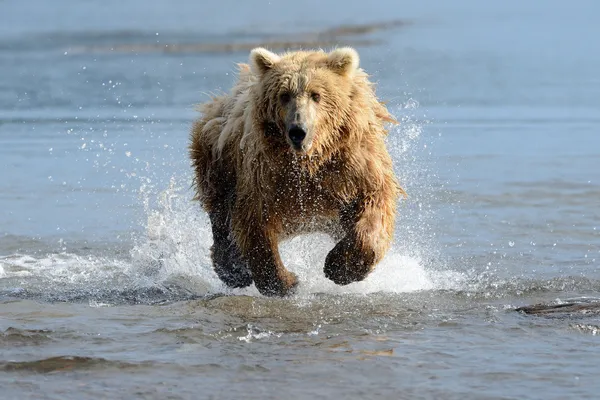 Medvěd grizzly rybaření — Stock fotografie