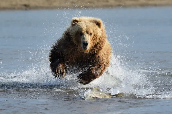 Niedźwiedź Grizzly połowów — Zdjęcie stockowe