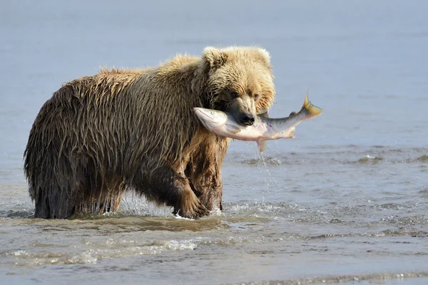 Grizzly Bear Pesca — Fotografia de Stock