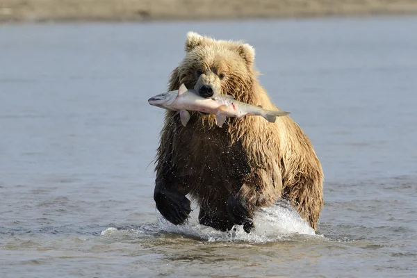 Grizzly Bear Pesca — Fotografia de Stock