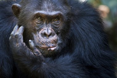 Chimpanzee portrait clipart