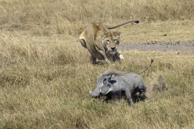 Lioness chasing Warthog clipart