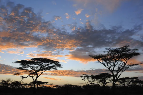 Acacia's in sunset — Stock Photo, Image
