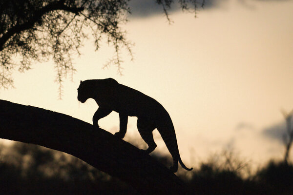 Leopard in sunset