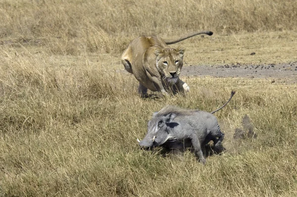 Löwin jagt Warzenschwein — Stockfoto
