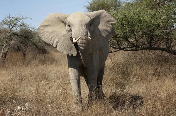大象充电 — 图库照片