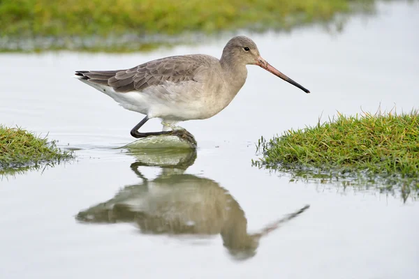 Black tailed godwit — Zdjęcie stockowe