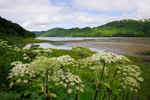 Kodiak Adası manzara