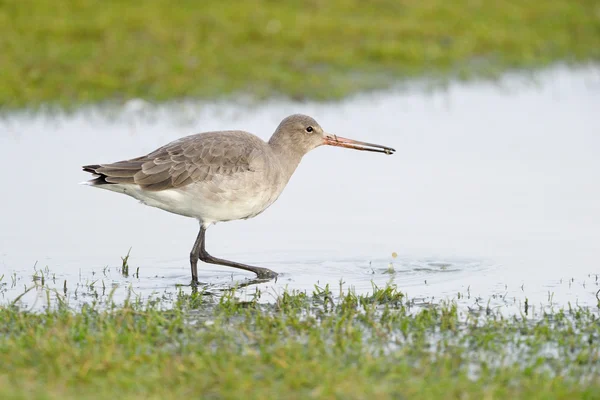 검은 꼬리 godwit — 스톡 사진