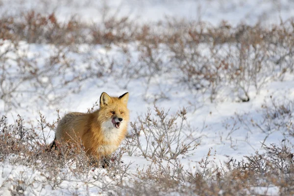 Red Fox — Stock Photo, Image