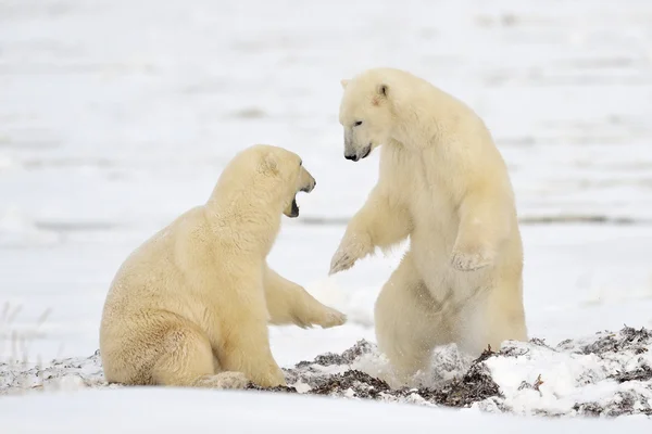 Oso polar — Foto de Stock