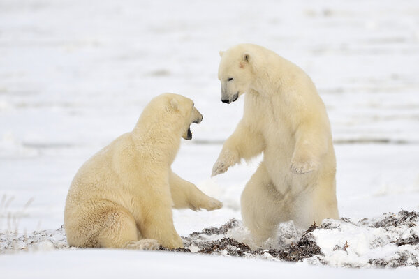 Polar Bear