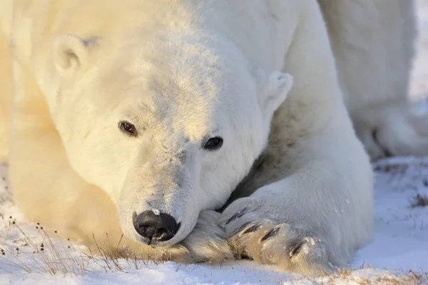 Oso polar — Foto de Stock