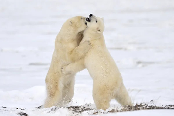 Oso polar Fotos De Stock Sin Royalties Gratis