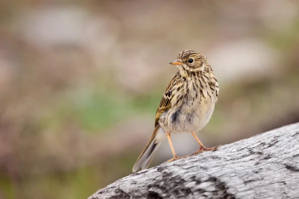 Meadow pipit — Stock Photo, Image