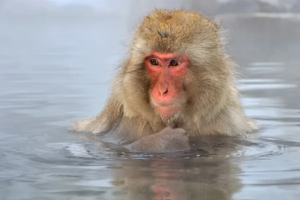 Japanse makaak — Stockfoto