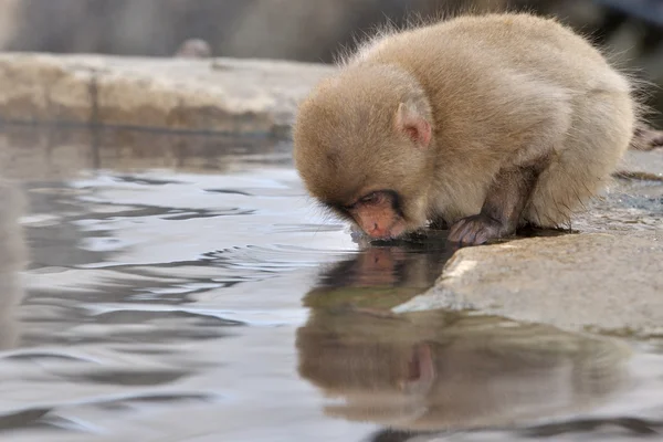 Japanska makaker — Stockfoto