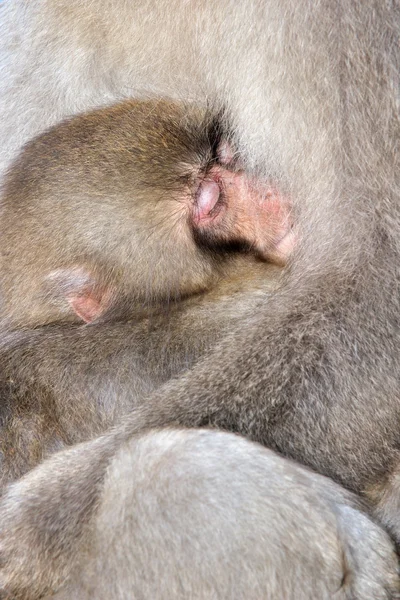 Macaco japonés — Foto de Stock