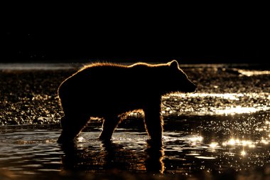 Grizzly Bear (Ursus arctos horribilis) clipart