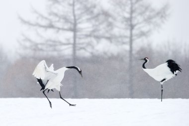 Kırmızı taç vinç (Grus japonensis)