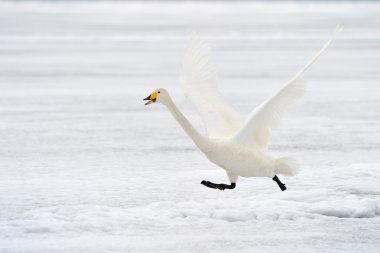 Ötücü kuğu (Cygnus cygnus)